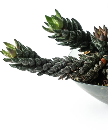 Haworthiopsis coarctata / Haworthia enon + Lotus (Recycled glass)