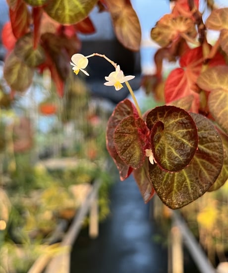 Begonia Hyb. + Lotus