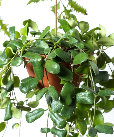 Drynaria rigidula ‘whitei’ / Hoya heuschkkeliana+Hoya rotundiflora / Lepismium cruciforme + OP