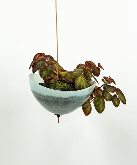 Begonia Hyb. + Lotus
