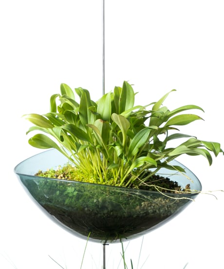 Scaphosepalm S.P.x2 / Dendrochilum S.P / tenellum + Lotus (Recycled glass)