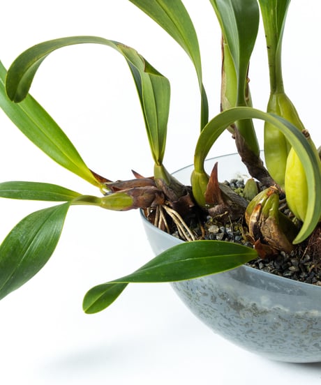 Den.treacherianum / Coel. lawrenceana + Shell Pot (Recycled glass)