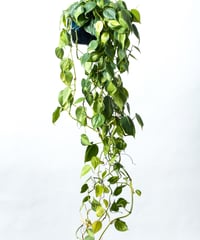 Philodendron oxycardium ’Brasil' + SP Pot