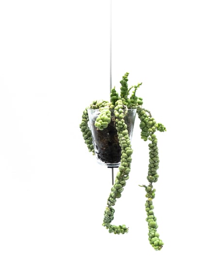 Dischidia nummularia var. Bubble + VODA