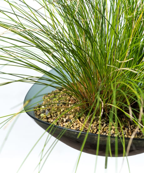 Scaphosepalm S.P.x2 / Dendrochilum S.P / tenellum + Lotus (Recycled glass)