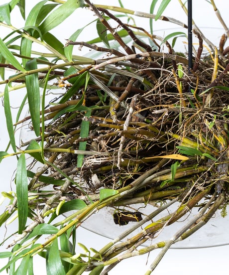 Dendrobium tosaense + SP Plate