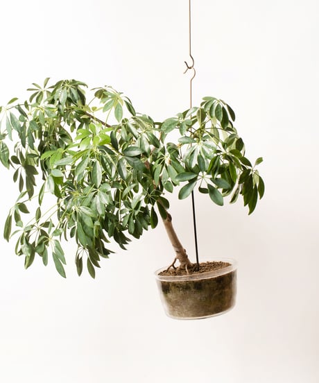 Schefflera arboricola cv. Compacta + SP POT
