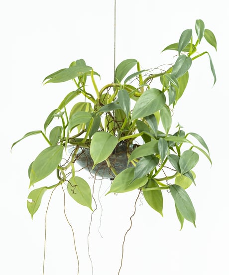 Philodendron 'Silver Metal' + Lotus