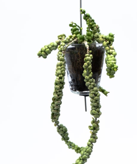 Dischidia nummularia var. Bubble + VODA