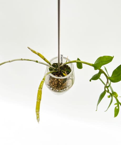 Dendrobium aphyllum + SP Pot