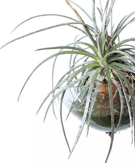Dyckia goehringii×fosteriana + Shell Pot