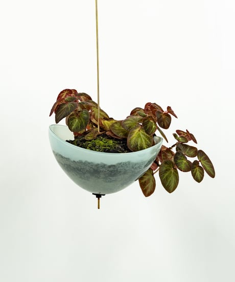 Begonia Hyb. + Lotus