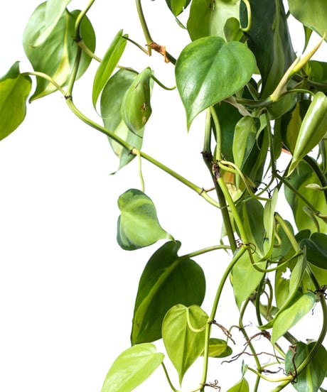 Philodendron oxycardium ’Brasil' + SP Pot