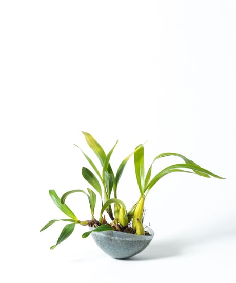 Den.treacherianum / Coel. lawrenceana + Shell Pot (Recycled glass)