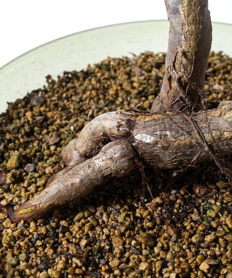 Operculicarya decaryi + SP Pot