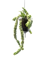 Dischidia nummularia var. Bubble + VODA
