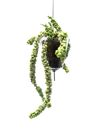 Dischidia nummularia var. Bubble + VODA