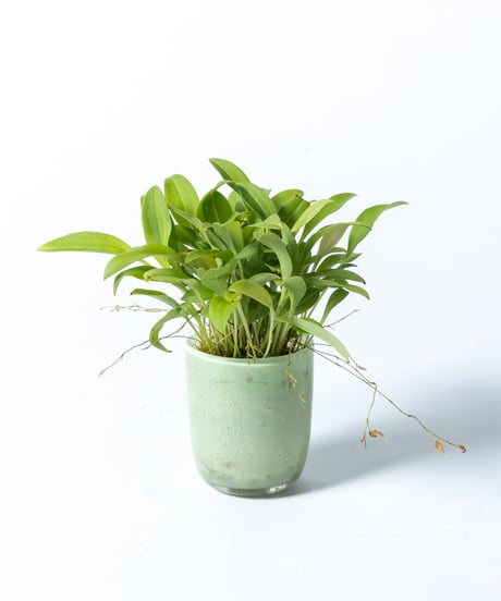 Scaphosepalum cimex + SP Pot