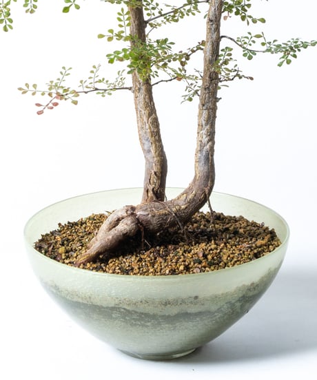 Operculicarya decaryi + SP Pot