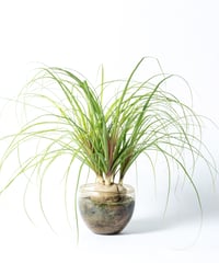 Beaucarnea recurvata + SP Pot
