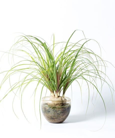 Beaucarnea recurvata + SP Pot