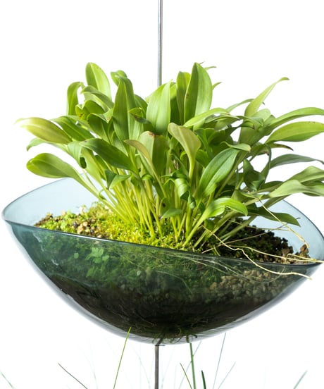 Scaphosepalm S.P.x2 / Dendrochilum S.P / tenellum + Lotus (Recycled glass)