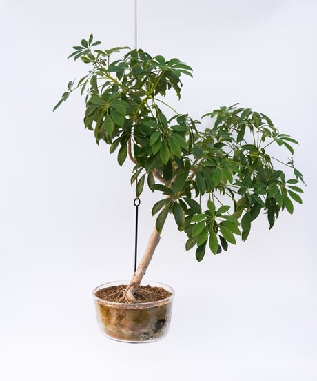 Schefflera arboricola cv. Compacta + SP POT