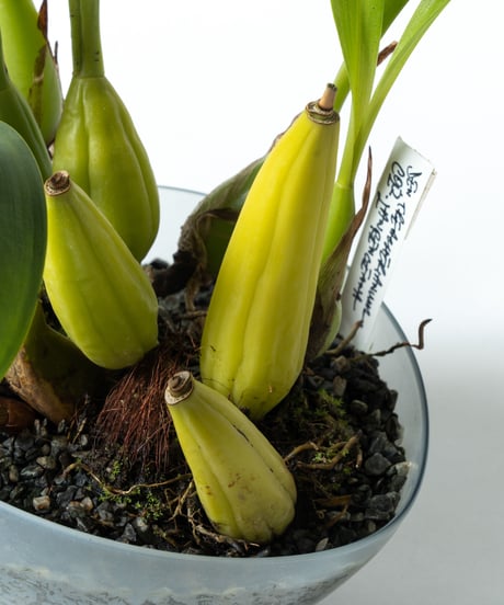 Den.treacherianum / Coel. lawrenceana + Shell Pot (Recycled glass)