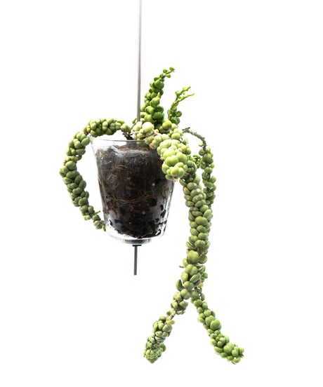 Dischidia nummularia var. Bubble + VODA