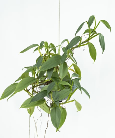 Philodendron 'Silver Metal' + Lotus