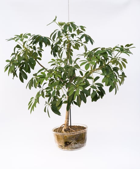Schefflera arboricola cv. Compacta + SP POT