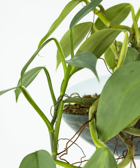 Philodendron 'Silver Metal' + Lotus