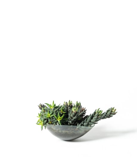 Haworthiopsis coarctata / Haworthia enon + Lotus (Recycled glass)