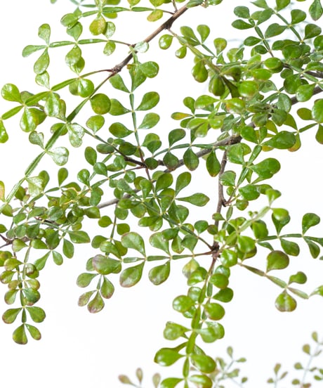 Operculicarya decaryi + SP Pot