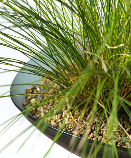 Scaphosepalm S.P.x2 / Dendrochilum S.P / tenellum + Lotus (Recycled glass)