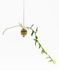 Dendrobium aphyllum + SP Pot