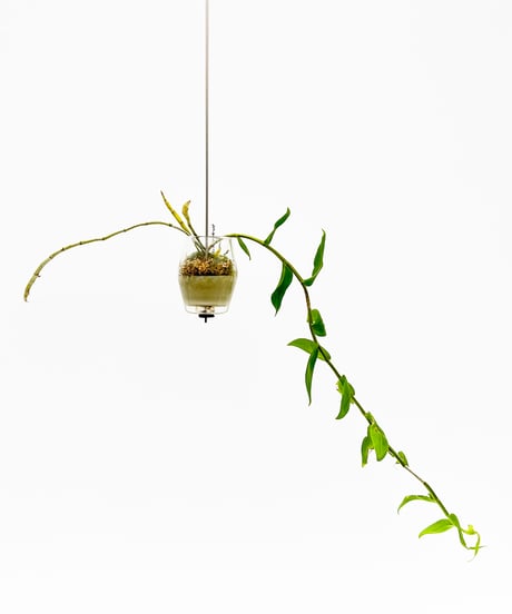 Dendrobium aphyllum + SP Pot
