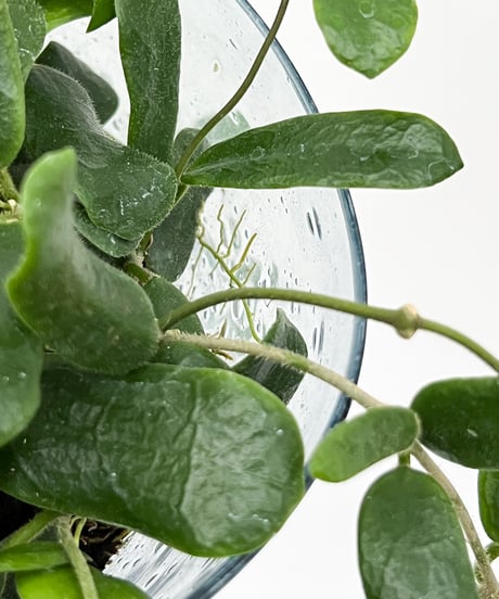 Hoya heuschkkeliana / Hoya rotundiflora + Shell Pot