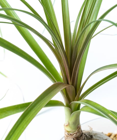 Beaucarnea recurvata + SP Pot