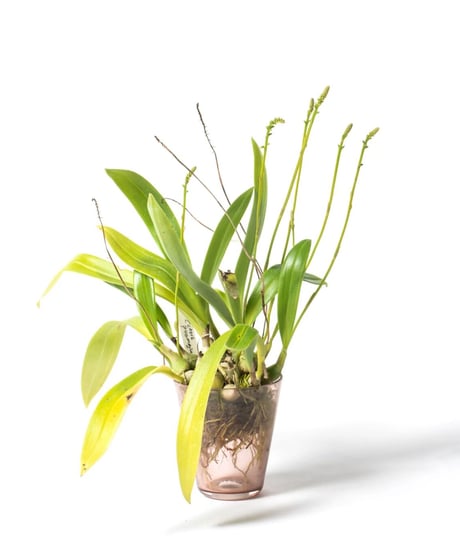 Thelasis pygmaea + VODA