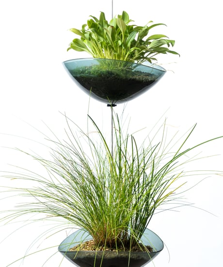Scaphosepalm S.P.x2 / Dendrochilum S.P / tenellum + Lotus (Recycled glass)