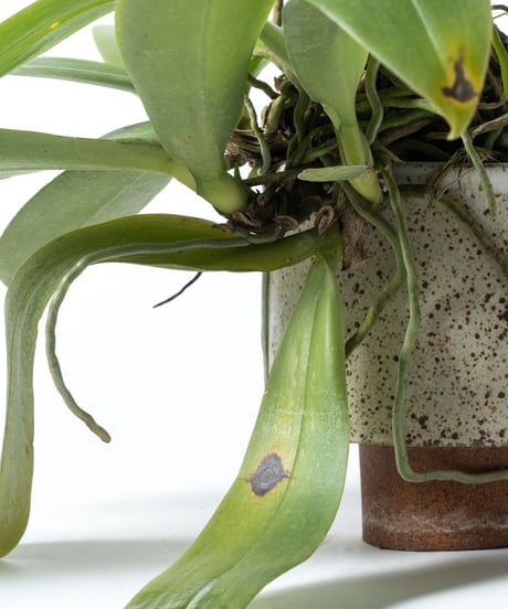 Phalaenopsis violacea