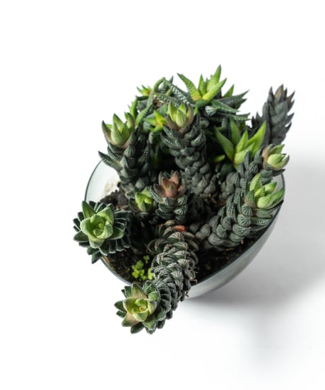 Haworthiopsis coarctata / Haworthia enon + Lotus (Recycled glass)