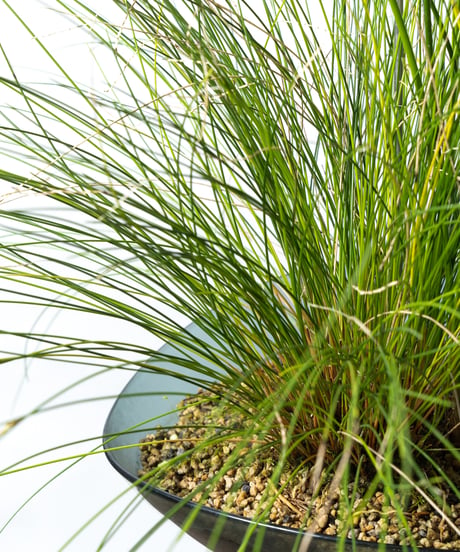 Scaphosepalm S.P.x2 / Dendrochilum S.P / tenellum + Lotus (Recycled glass)