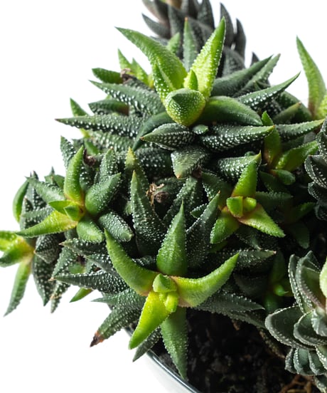 Haworthiopsis coarctata / Haworthia enon + Lotus (Recycled glass)