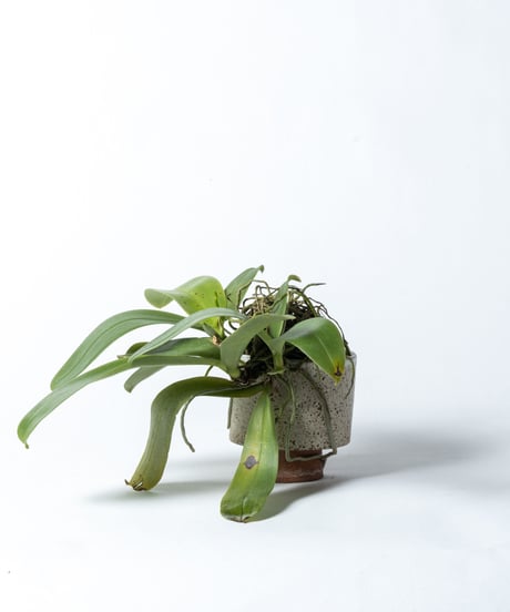 Phalaenopsis violacea