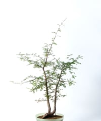 Operculicarya decaryi + SP Pot