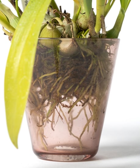 Thelasis pygmaea + VODA