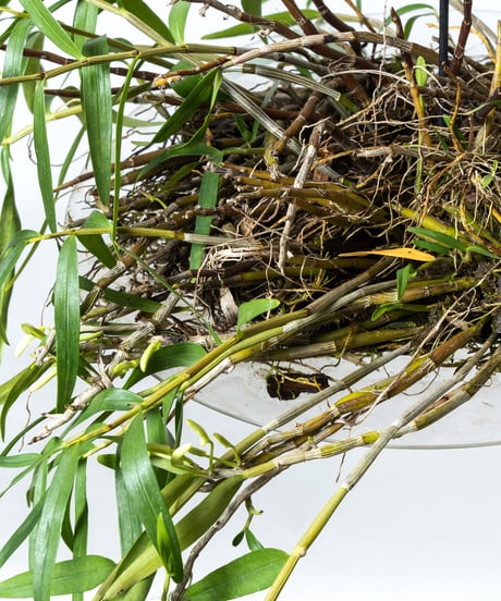 Dendrobium tosaense + SP Plate