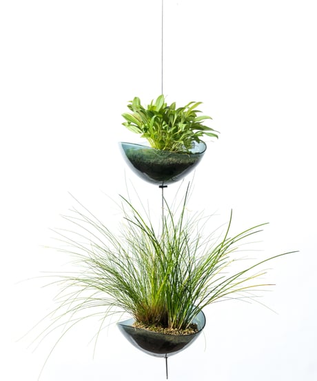 Scaphosepalm S.P.x2 / Dendrochilum S.P / tenellum + Lotus (Recycled glass)